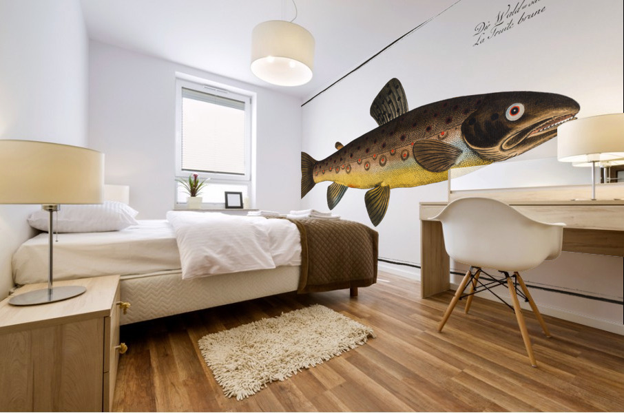 Brown Trout Salmo Fario Mural print