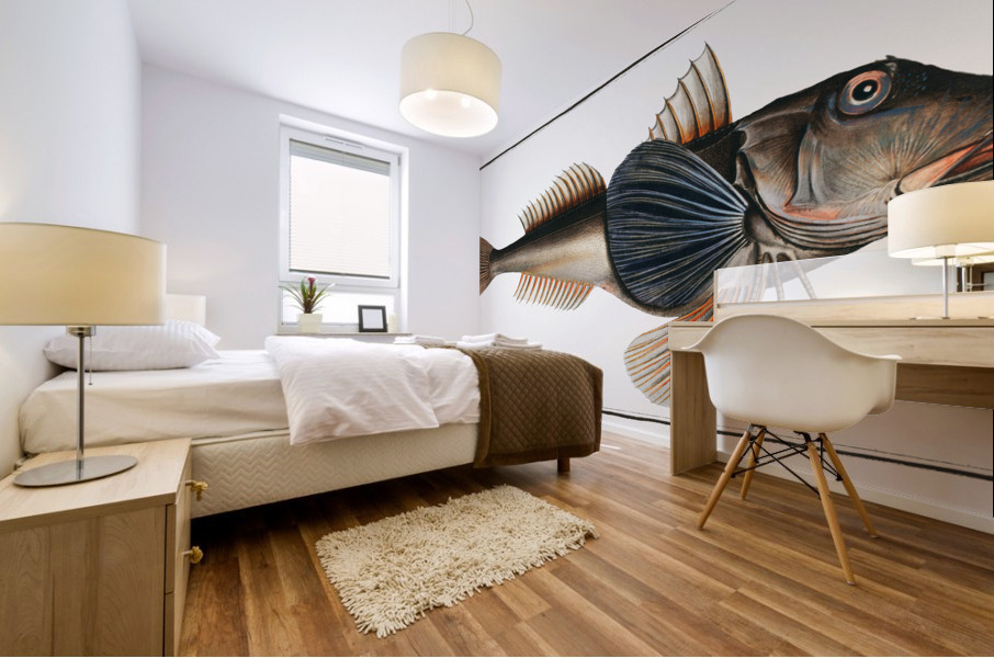 Tub-Fish Trigla Hirundo Mural print