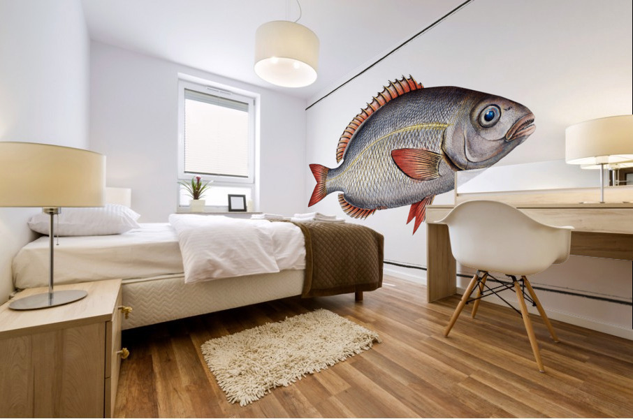 Sparus Brama Mural print
