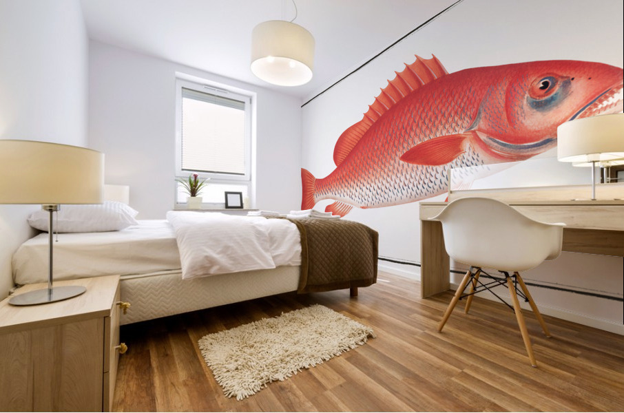 Bodianus Aya Mural print