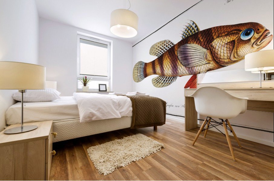 Great-scaled Umber Sciaena macrollpidota Mural print