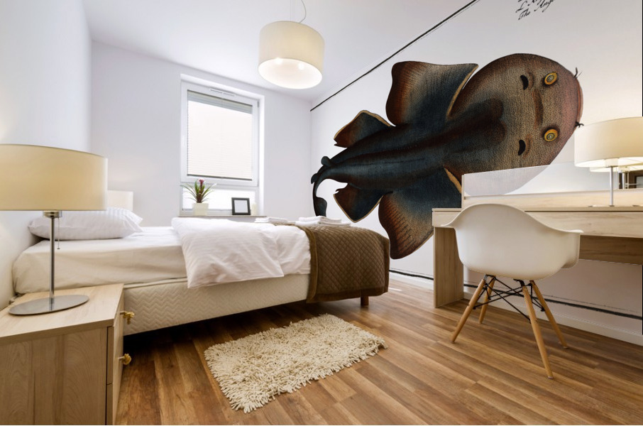 Angel FIsh Squalus Squatina Mural print