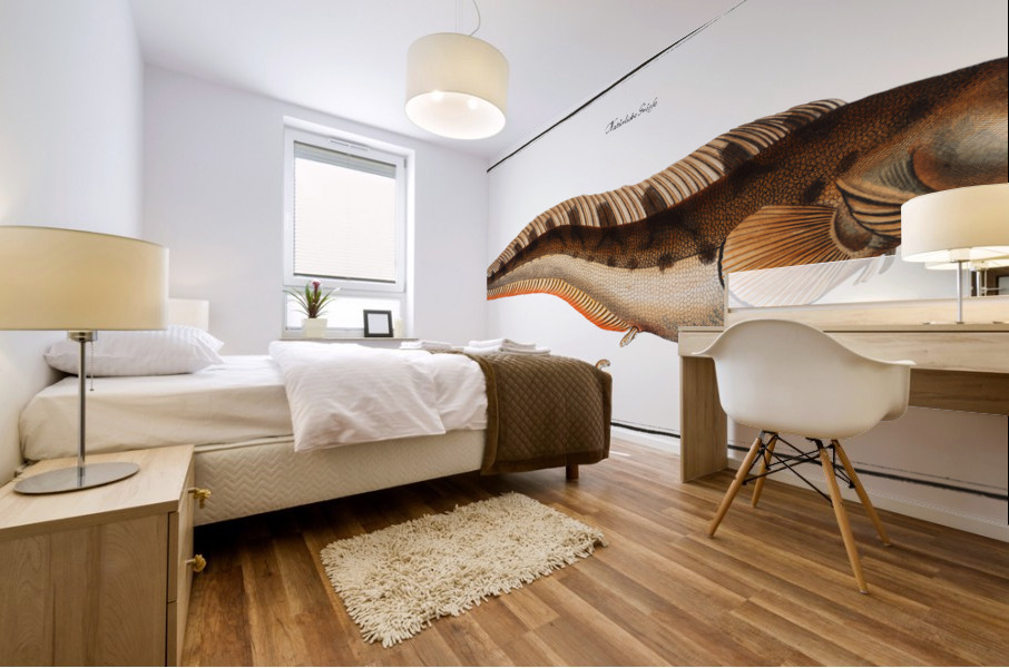 Viviparous Blenny Blennius Viviparus Mural print