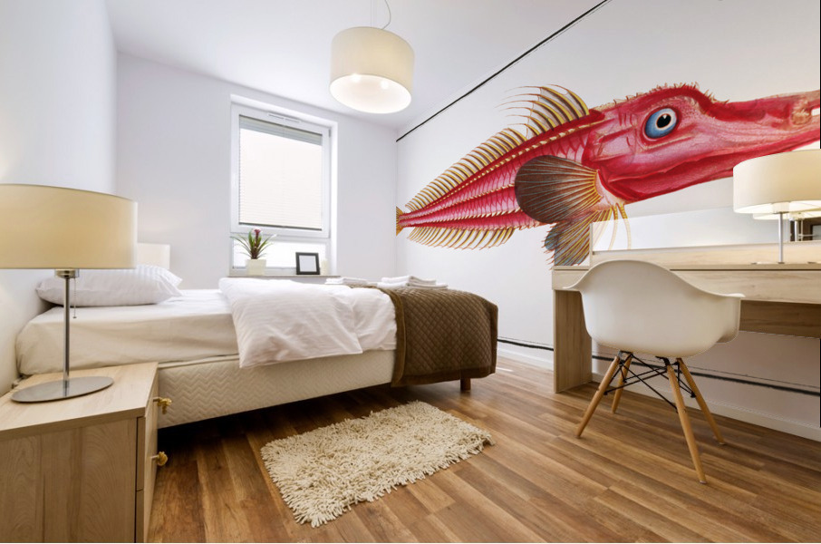 Rochet Trigla cataphracta Mural print