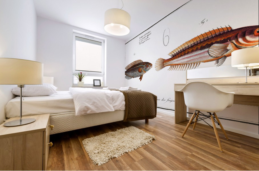 1. Rainbow-fish Labrus Julis 2. Dropped Wrasse Labrus Guttatus Mural print