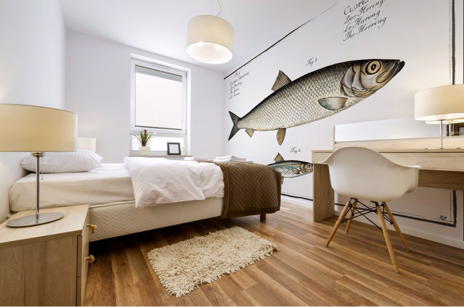 1. Herring Clupea Harengus 2. Sprat Clupea Sprattus Mural print