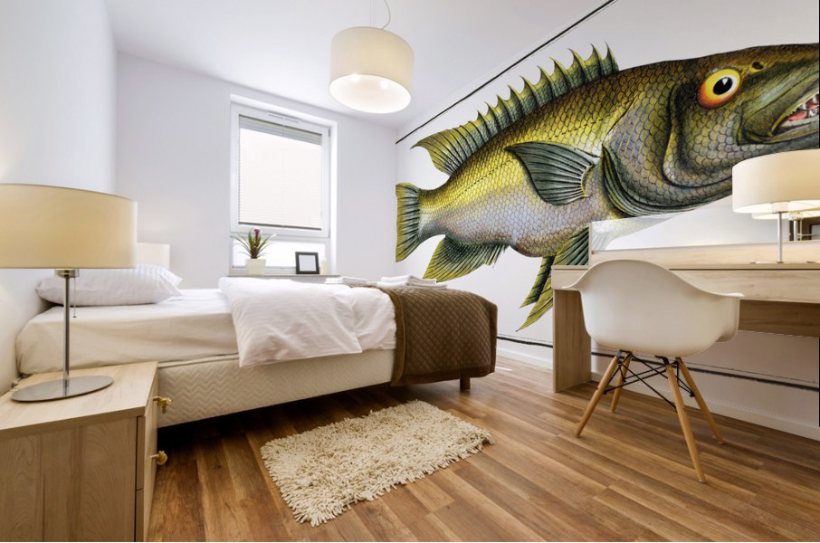 Sparus falcatus Mural print