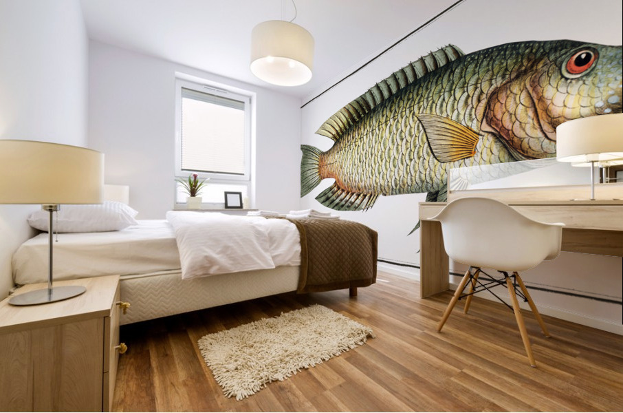 Sparus Chlorourus Mural print