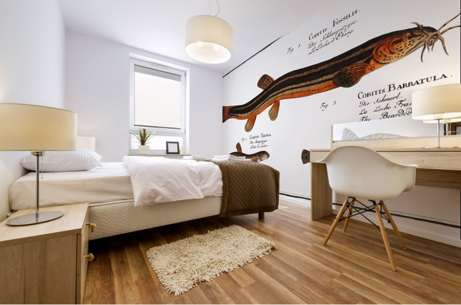 1. Muddy-Loach Cobitis Fossilis 2. Ribban-Loach Cobitis Taenia 3. Bearded-Loach Cobitis Bartula Mural print