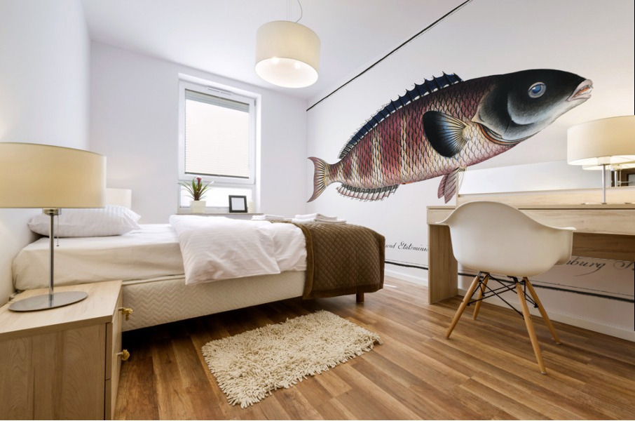 Lunulated Wrasse Labrus lunaris Mural print