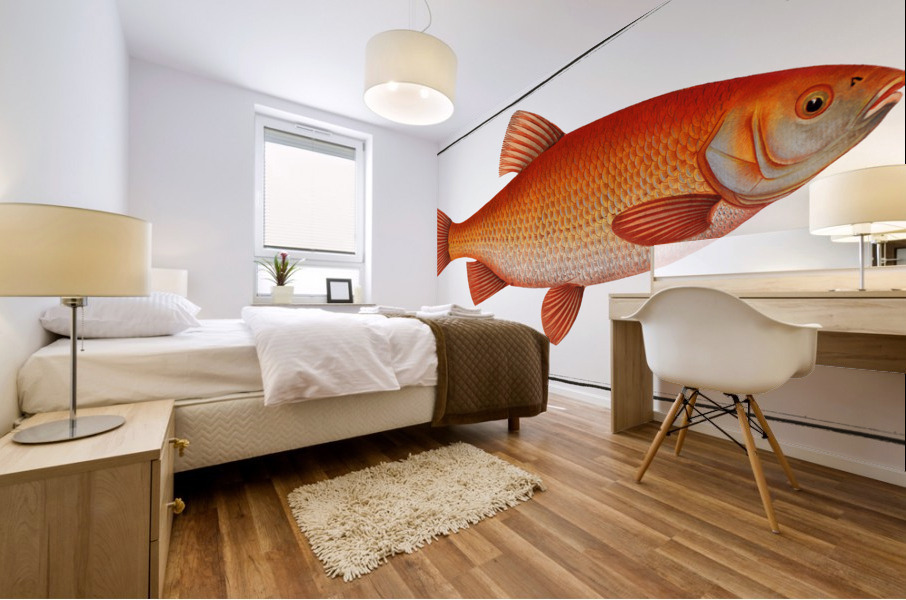 Orf Cyprnus Orfus Impression murale