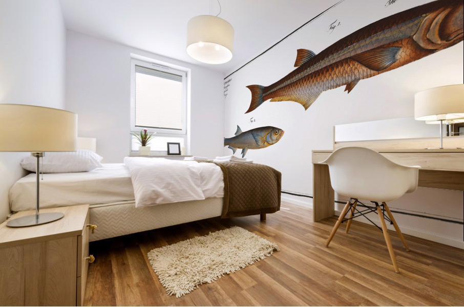 1. Silver-striped Herring Clupea atherinoides 2. Herring-Carp Cyprinus clupeoides Mural print