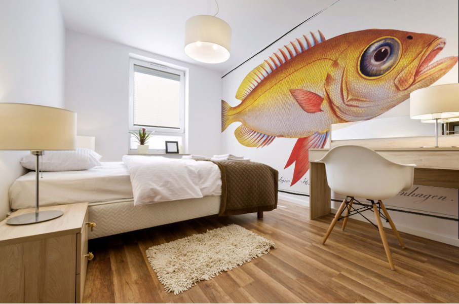 Goggle-eyed Grunt Anthias macrophthalmus Mural print