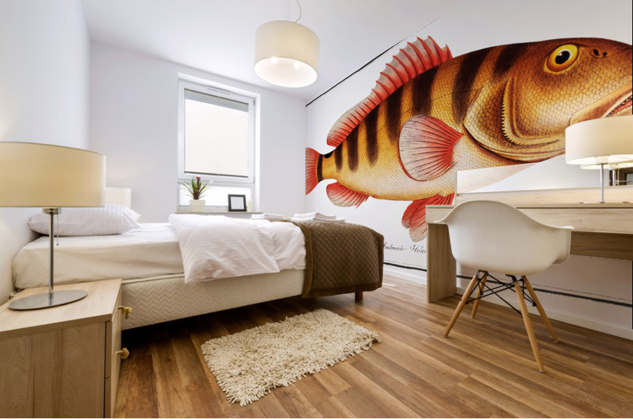 Streaked Grunt Anthias striatus Mural print