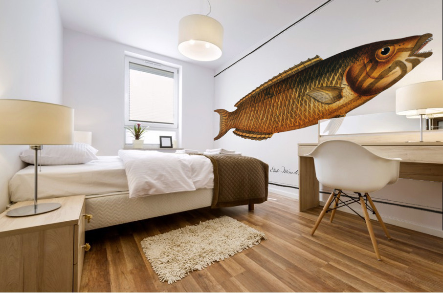 Green Wrasse Labrus viridis Mural print