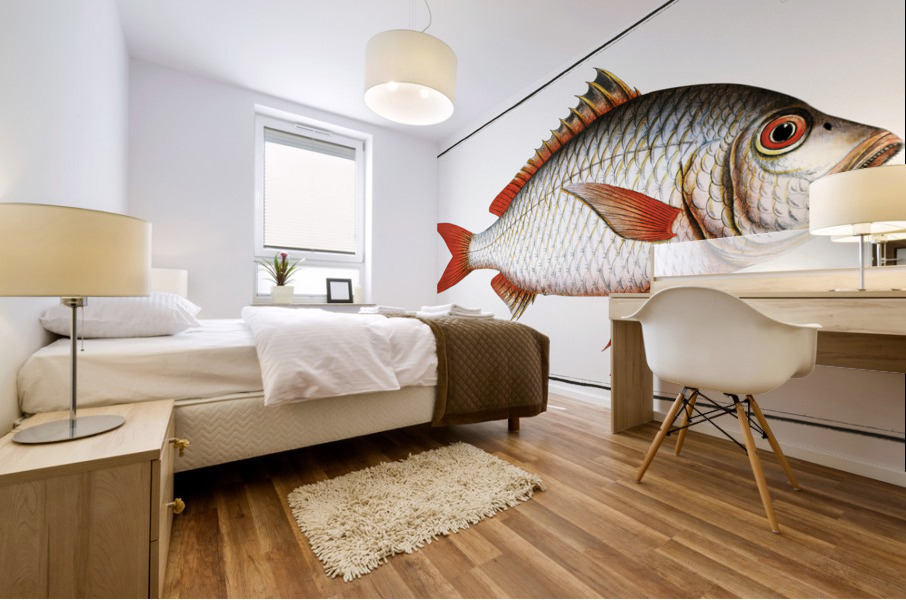 Red-tailed Gilt-head Sparus Erythrourus Mural print