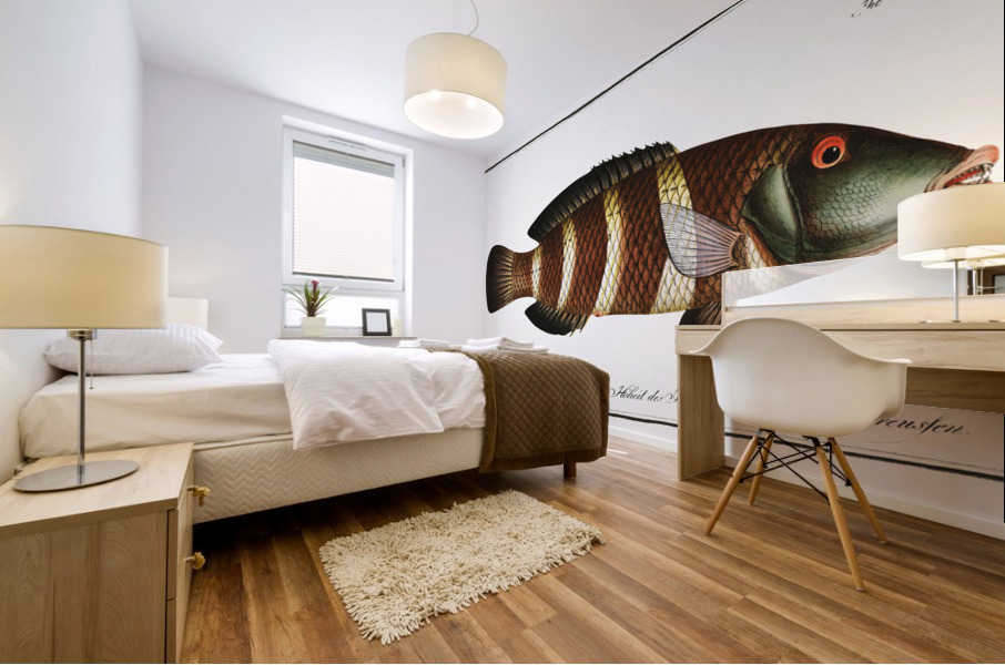 Streaked Wrasse Labrus fasciatus Mural print