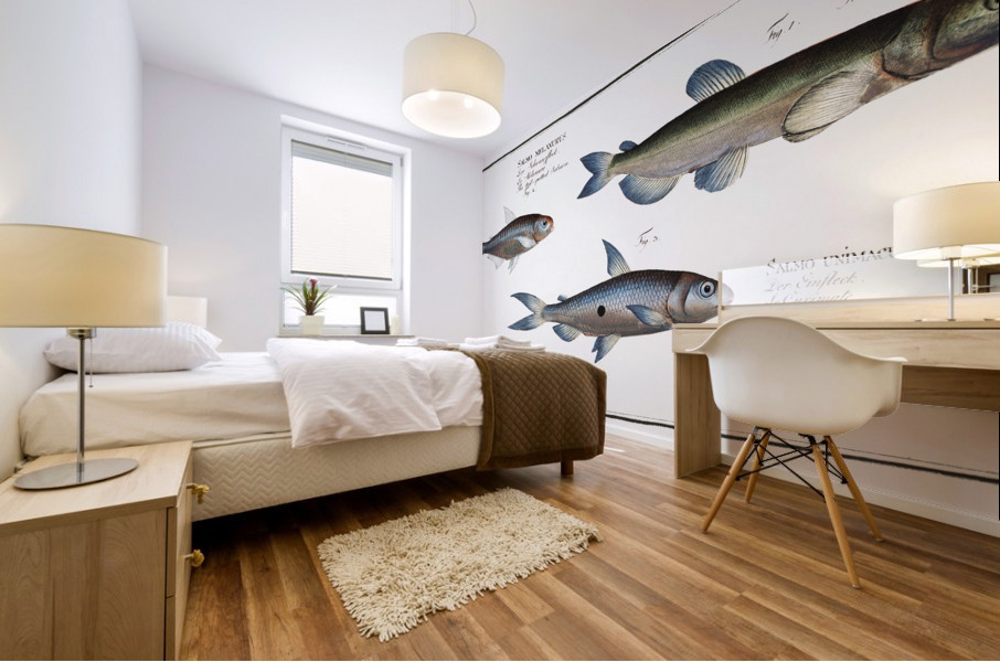 1. Capelan Salmo groenlandicus 2. Tail-spotted Salmon Salmo melanurus 3. Curimate Salmo unimaculatus Mural print