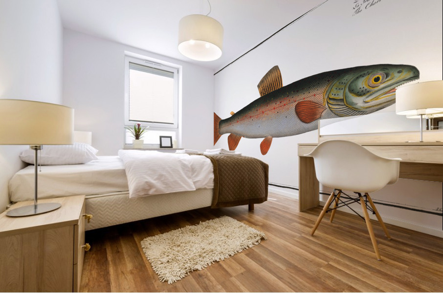 Charr Salmo Alpinus Mural print