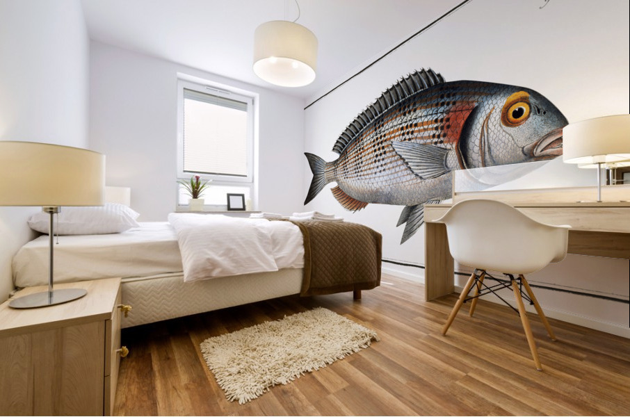 Gilt-Head Sparus Aurata Mural print