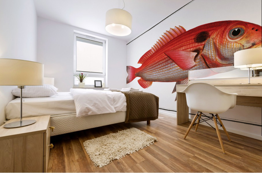 Sea-Bream Sparus Pargus Mural print