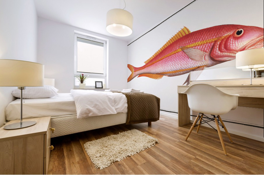 Gold-tailed Gilt-head Sparus Chrysurus Mural print