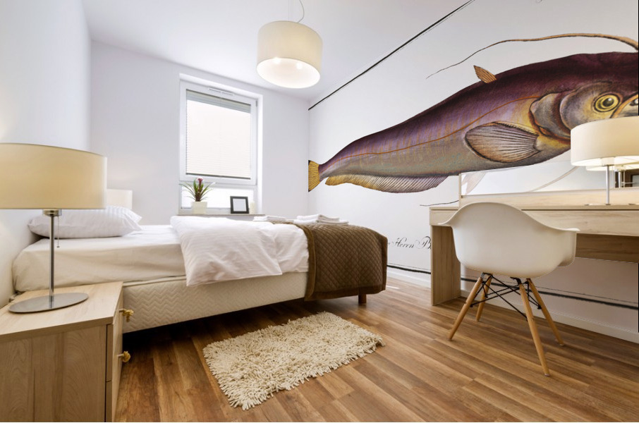 Bimaculated Silure Silurus bimaculatus Mural print