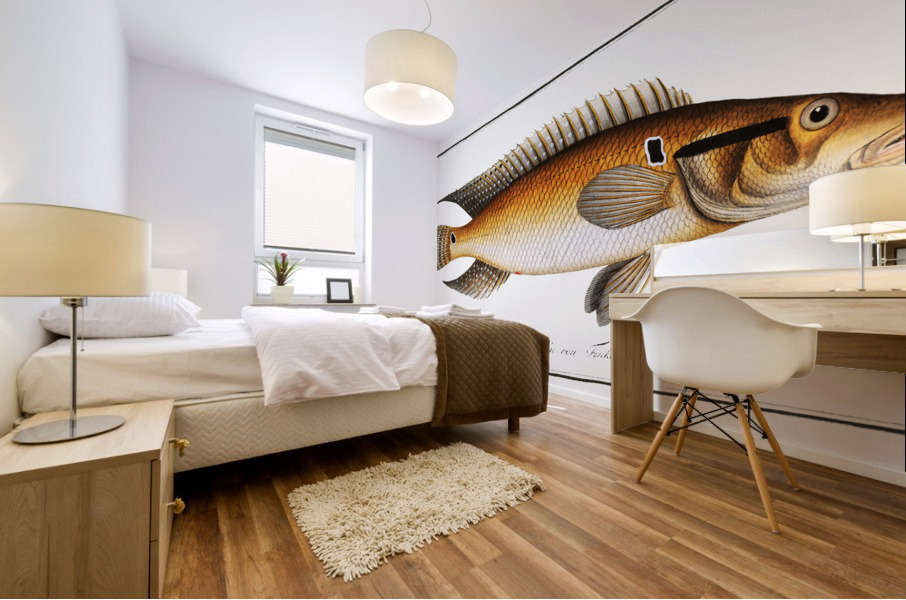 Stone-Perch Perca saxatilis Mural print