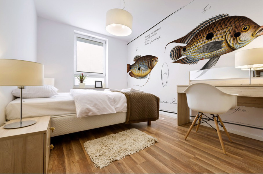 1. Punctulated Wrasse Labrus punctatus 2. Hair-finned Wrasse Labrus trichonterus Mural print