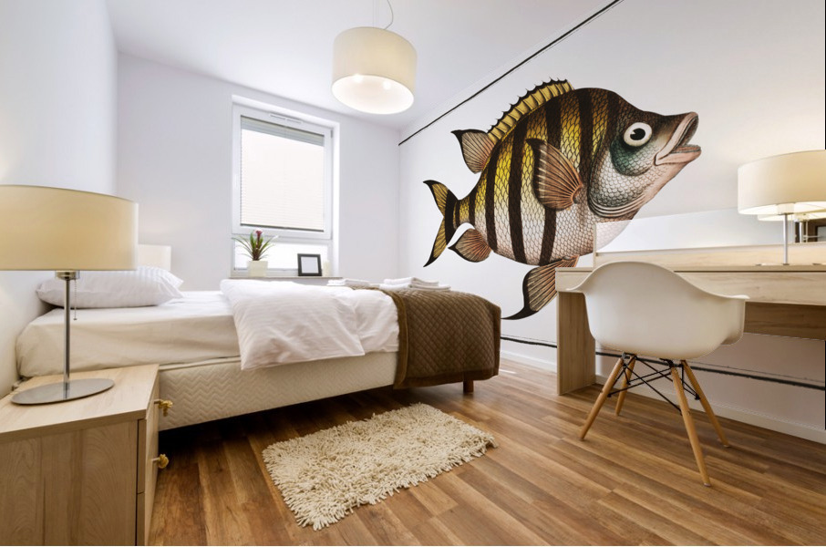 Chaetodon marginatus Mural print