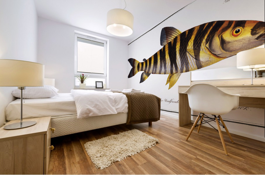 Streaked Salmon Salmo fasciatus Mural print