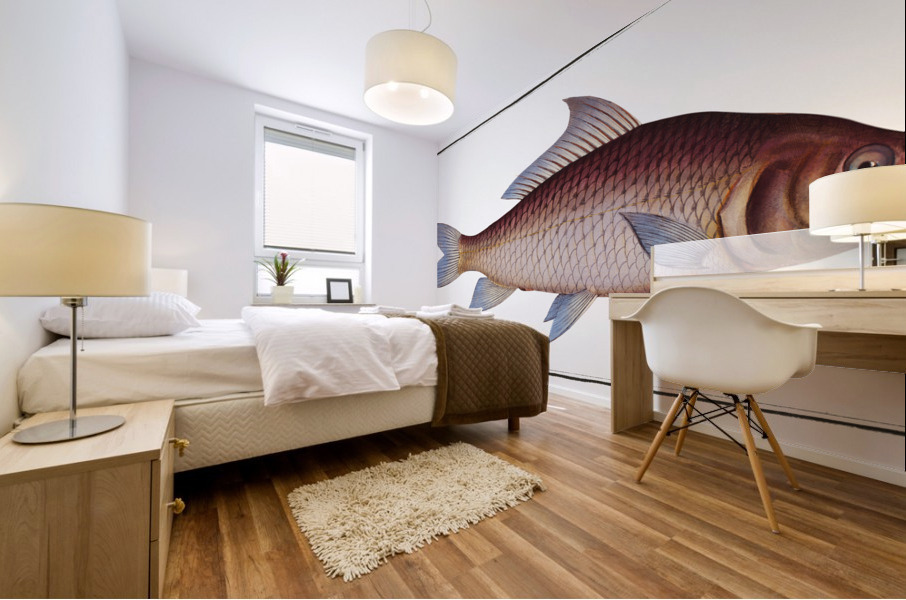 Cirrhated Carp Cyprinus cirrhosus Mural print