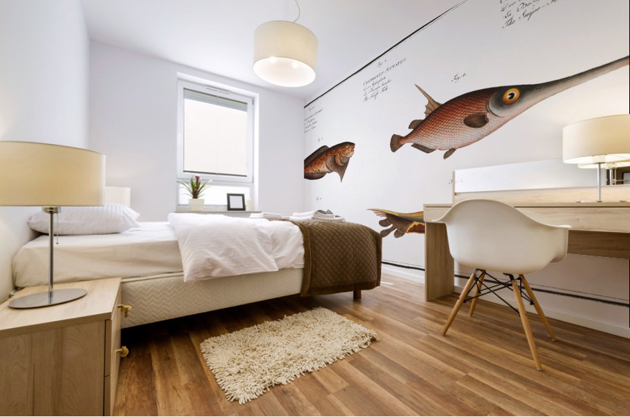 1. Snipe-Fish Centriscus Scolopax 2. Knife Fish Centriscus Scutatus 3. 4. Unctuous Sucker Cyclopterus Liparis Mural print