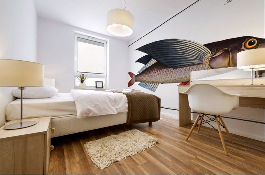 Flying-Fish Exocoetus evolans Mural print