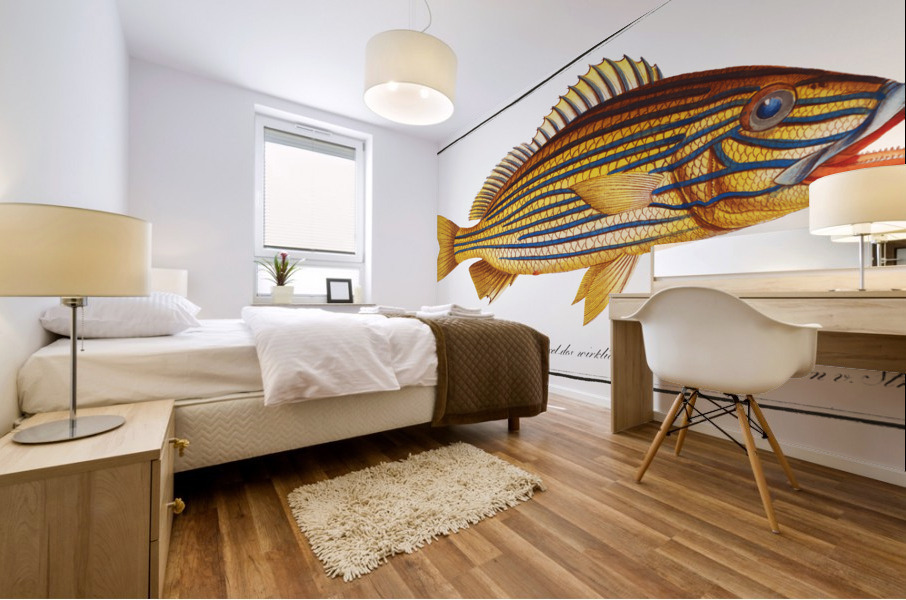 Grunt Anthias formosus Mural print