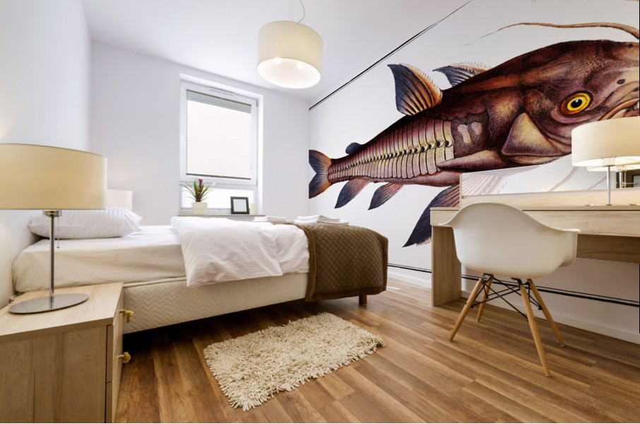 Rib-fish Cataphractus costatus Mural print
