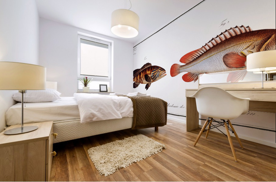 1. Bordered Wall-eye Epinephelus marginalis 2. Brown Wall-eye Epinephelus bruneus Mural print