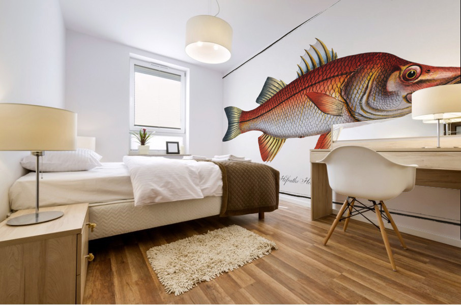 Eleven-ray Sciaena undecimalis Mural print