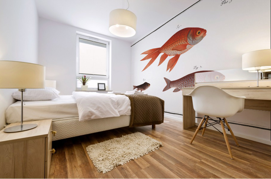 Gold-Fish Cyprinus Auratus Mural print