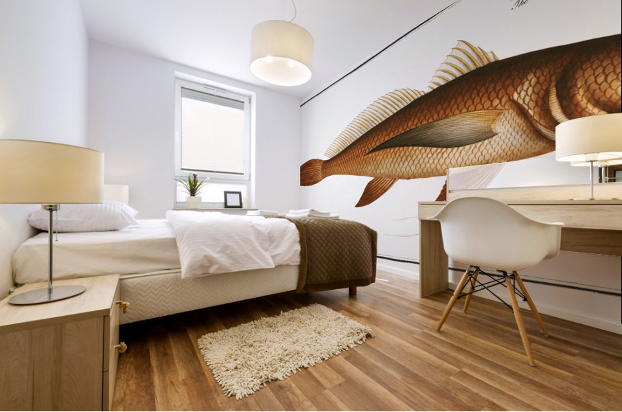 Bearded Lancet-tail Lonchurus barbatus Mural print