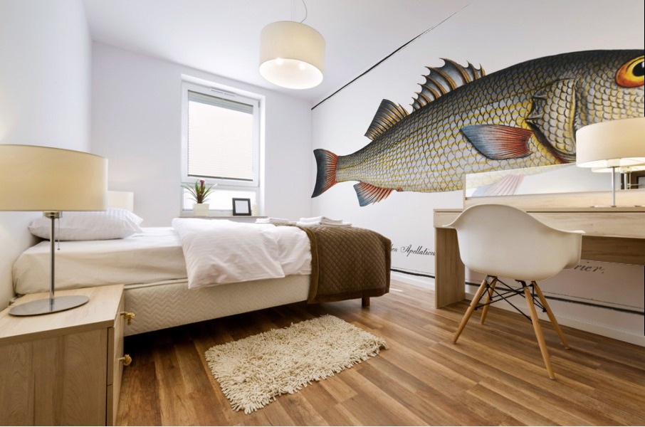 Two-spined Umber Sciaena diacantha Mural print