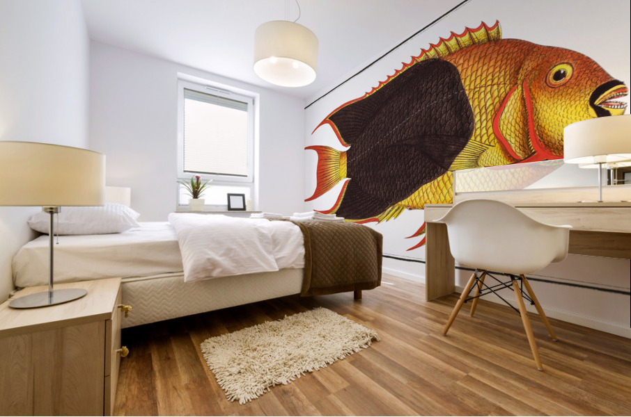 Treble-coloured Chaetodon tricolor Mural print