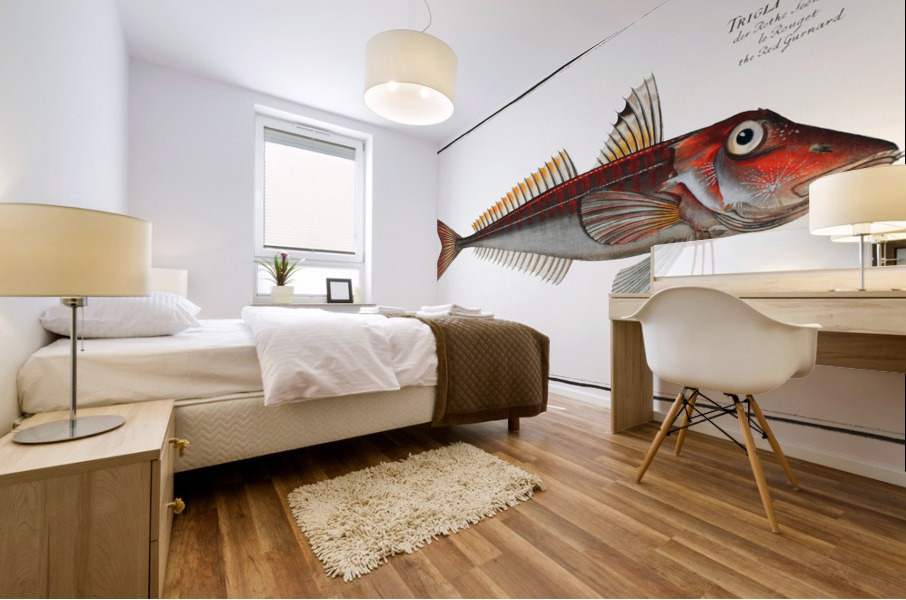 Red Gurnard Trigla Cuculus Mural print