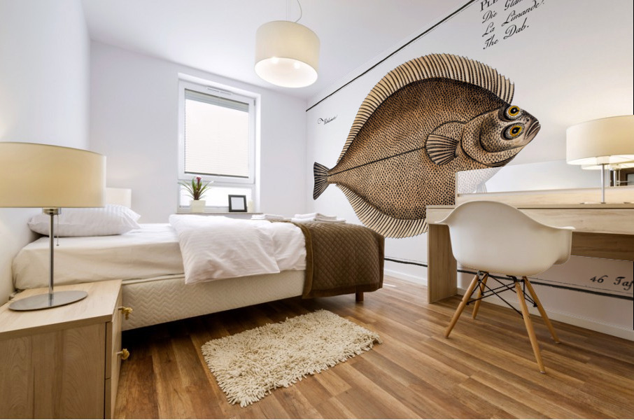 Dab Pleuronectes Limanda Mural print