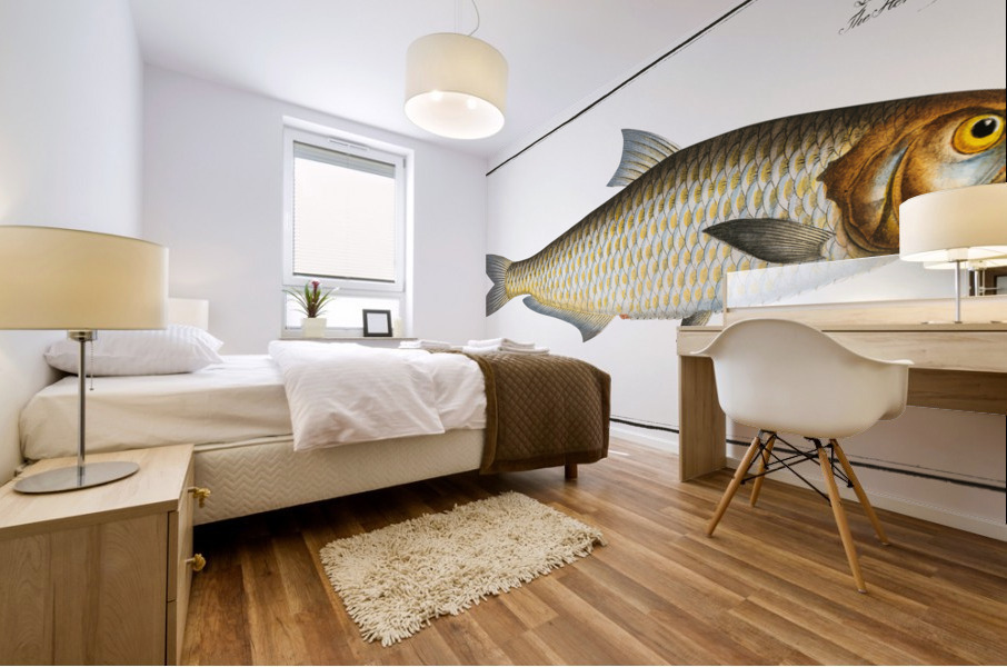 Herring of Malabar Clupea malabarica Mural print