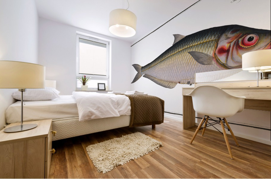 Africain Herring Clupea africana Mural print