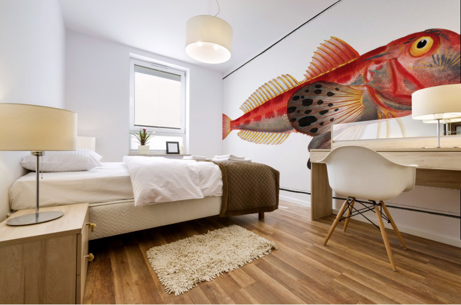 Streaked Gurnard Trigla lineata Impression murale