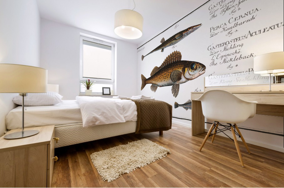 1. Fifteen-Spined Stickleback Gasterosteus Spinachia 2. Ruffe Perca Cernua 3. Stickleback Gasterosteus Aculeatus 4. lesser Stickleback Gasterosteus Pungitius Mural print