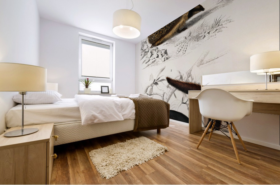 European Hedgehog Erinaceus Europaeus and Common Treeshrew Tupaia Glis Mural print