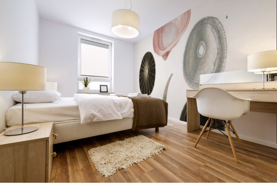 Different types of mollusks Mural print